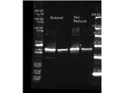 Western Blot: Sarcosine oxidase Antibody [NB600-649]